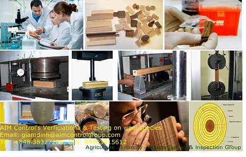 Giám định tên gọi của gỗ rừng
