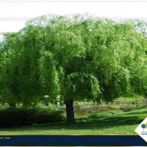 Cây liễu trắng