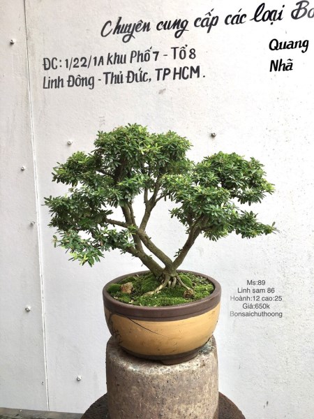 Linh sam