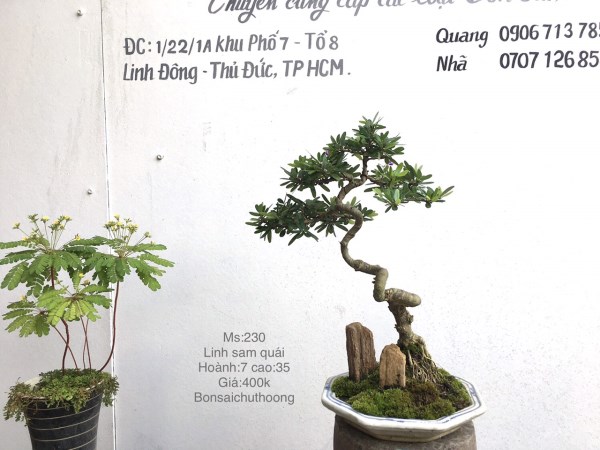 Linh sam quái