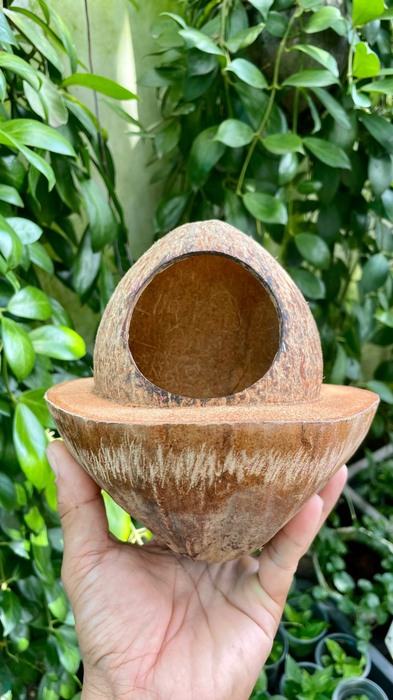 Chậu gáo dừa