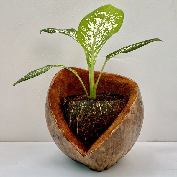 Chậu gáo dừa