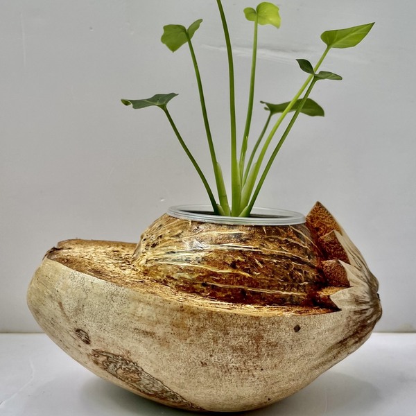 Chậu gáo dừa