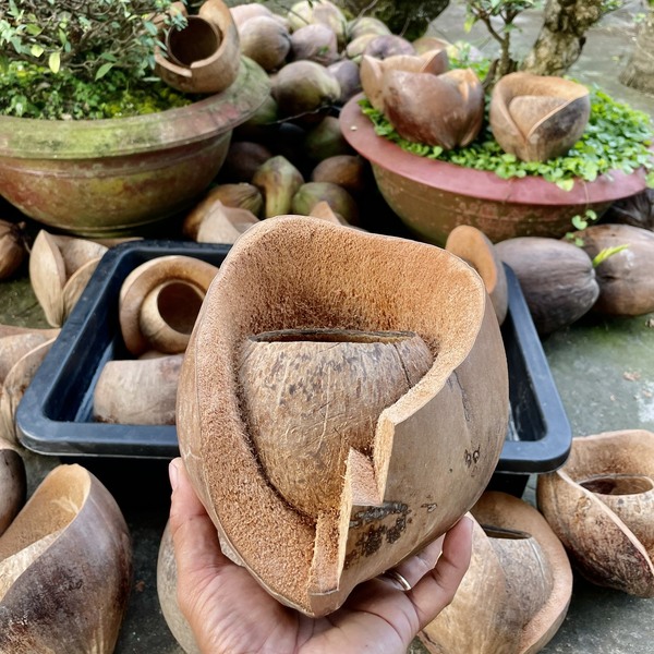 Chậu gáo dừa