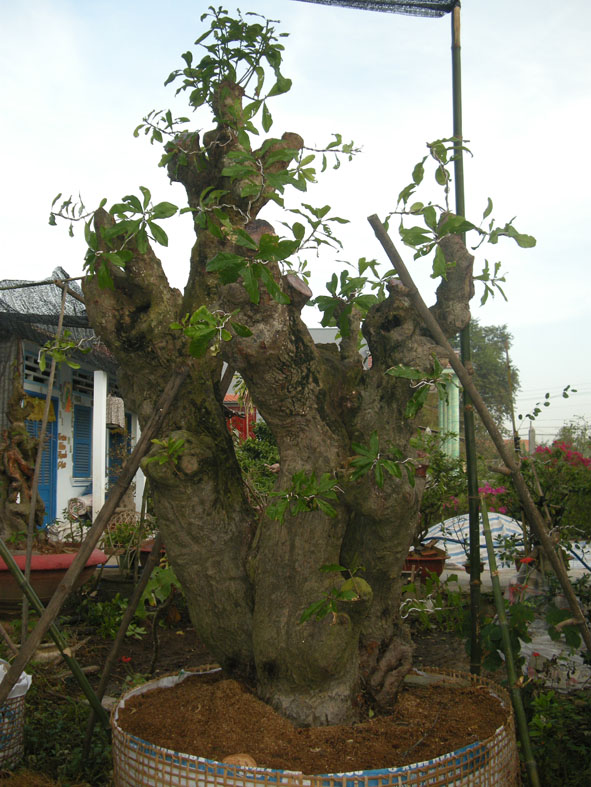 Cây lộc vừng đại thụ