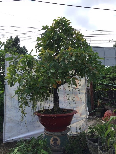 Lộc vừng Hà Nội