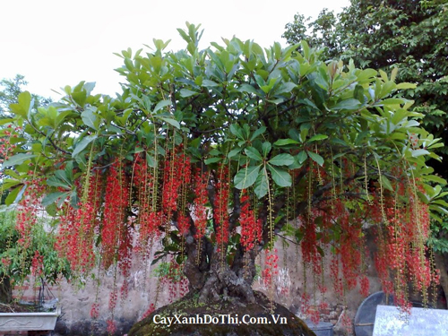 Lộc vừng