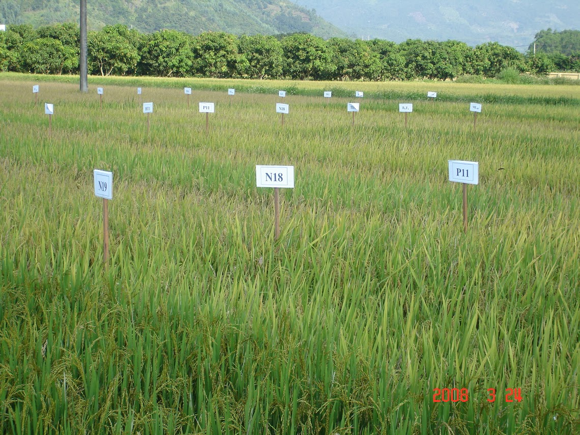 Lúa giống
