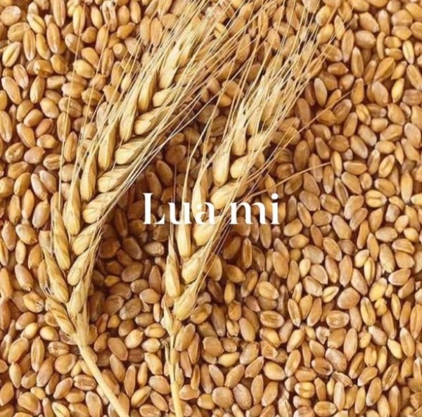 Lúa mì