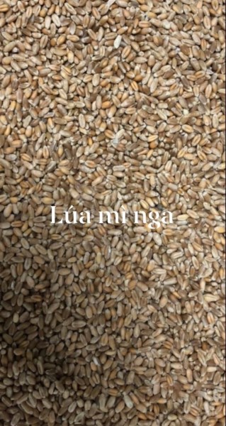 Lúa mì Nga