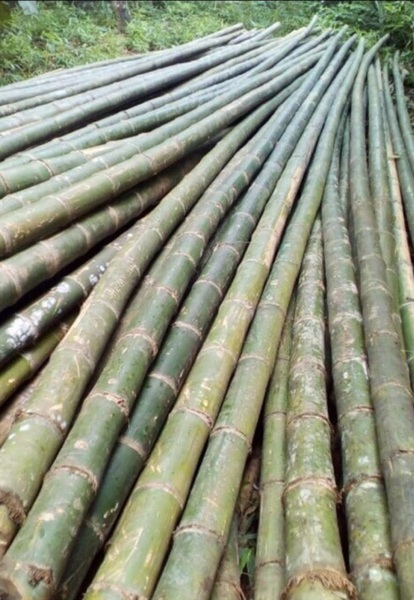 Luống tre