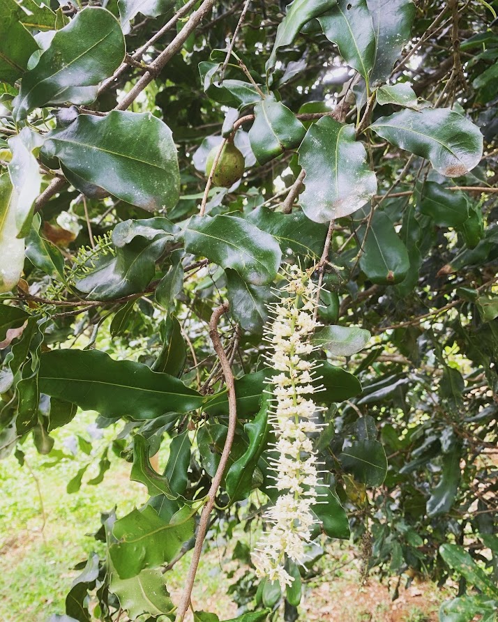 Hạt Macca Đắk Nông