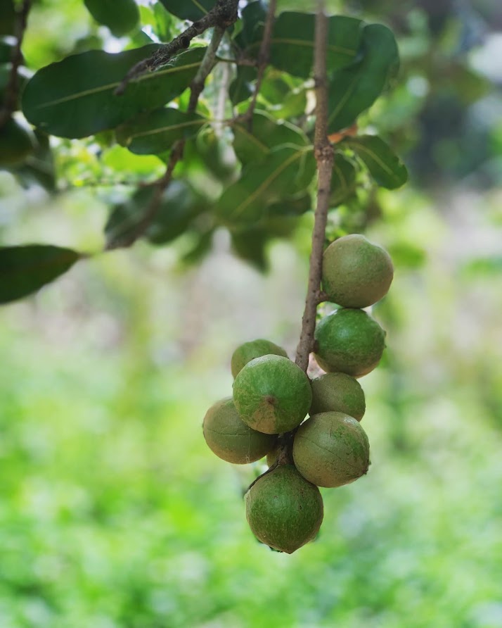 Hạt Macca Đắk Nông