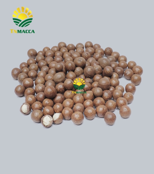 Macca sấy chưa nứt vỏ sỉ