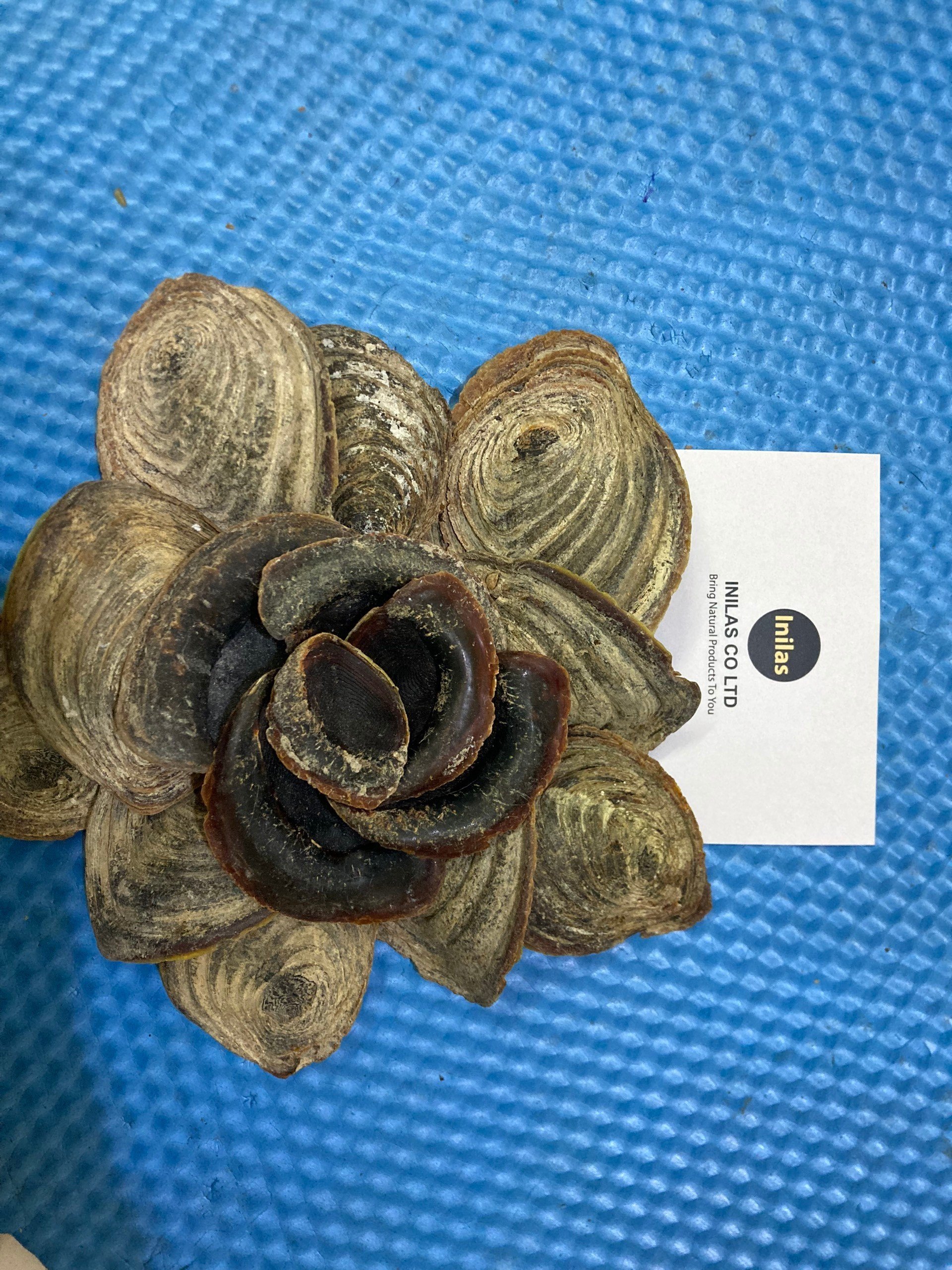 资质或荣誉图片