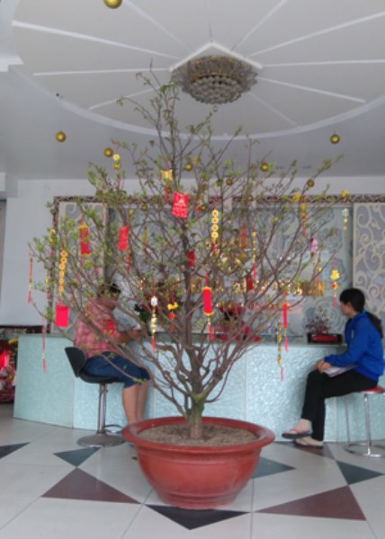 Dịch vụ cho thuê cây mai tết