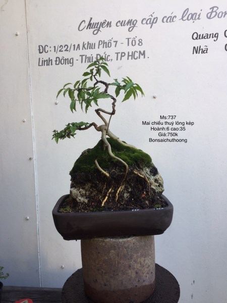 Mai chiếu thủy lồng kép