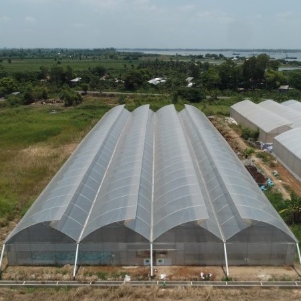 Màng PE Các loại