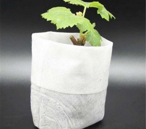 Mẫu túi vải trồng cây