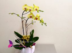 Lan hồ điệp Mini