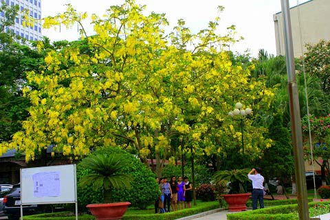 Cây Muồng Hoàng Yến