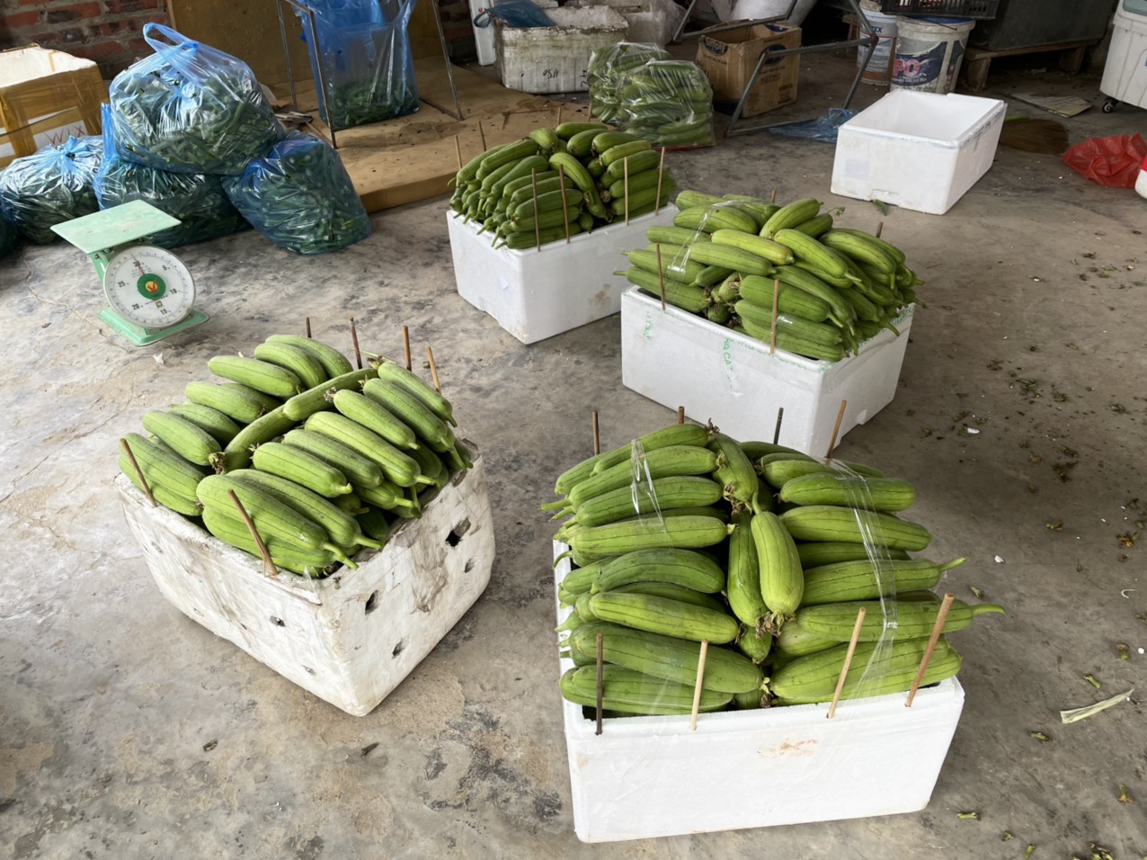 Mớp