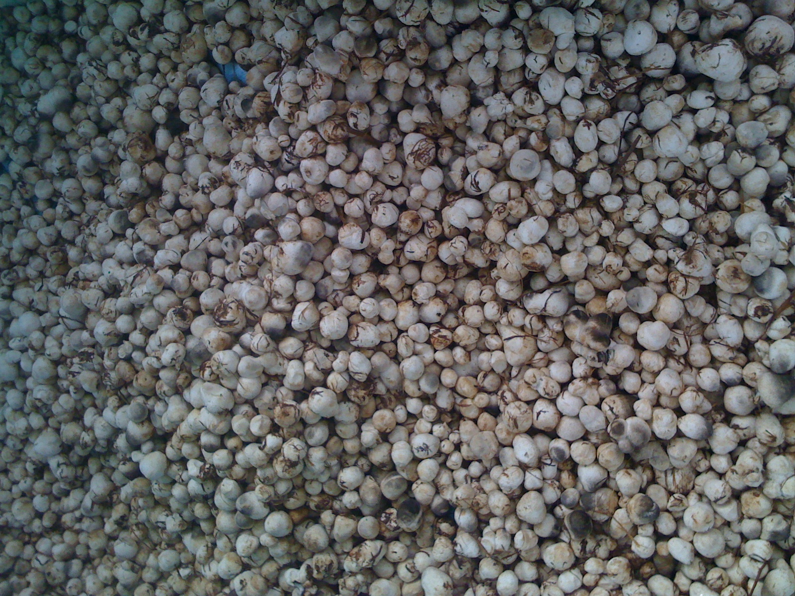 Nấm rơm