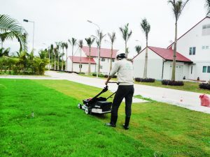 Dịch vụ cây xanh