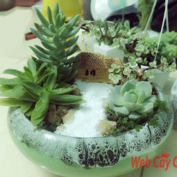 Cây cảnh