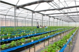 Nhà thép tiền chế trong nông nghiệp
