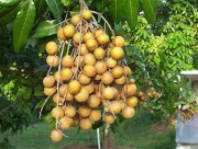 Cây nhãn giống