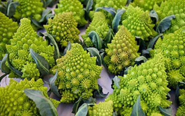 资质或荣誉图片