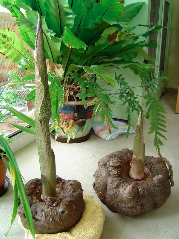 Nưa konjac