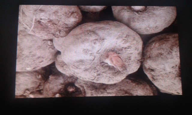 Nưa konjac