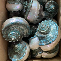 Ôc xà cừ