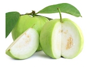 Cây ổi giống