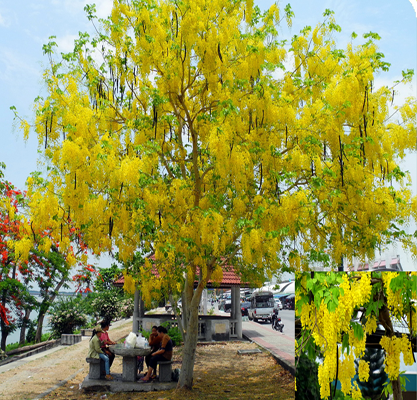 Cây osaka vàng