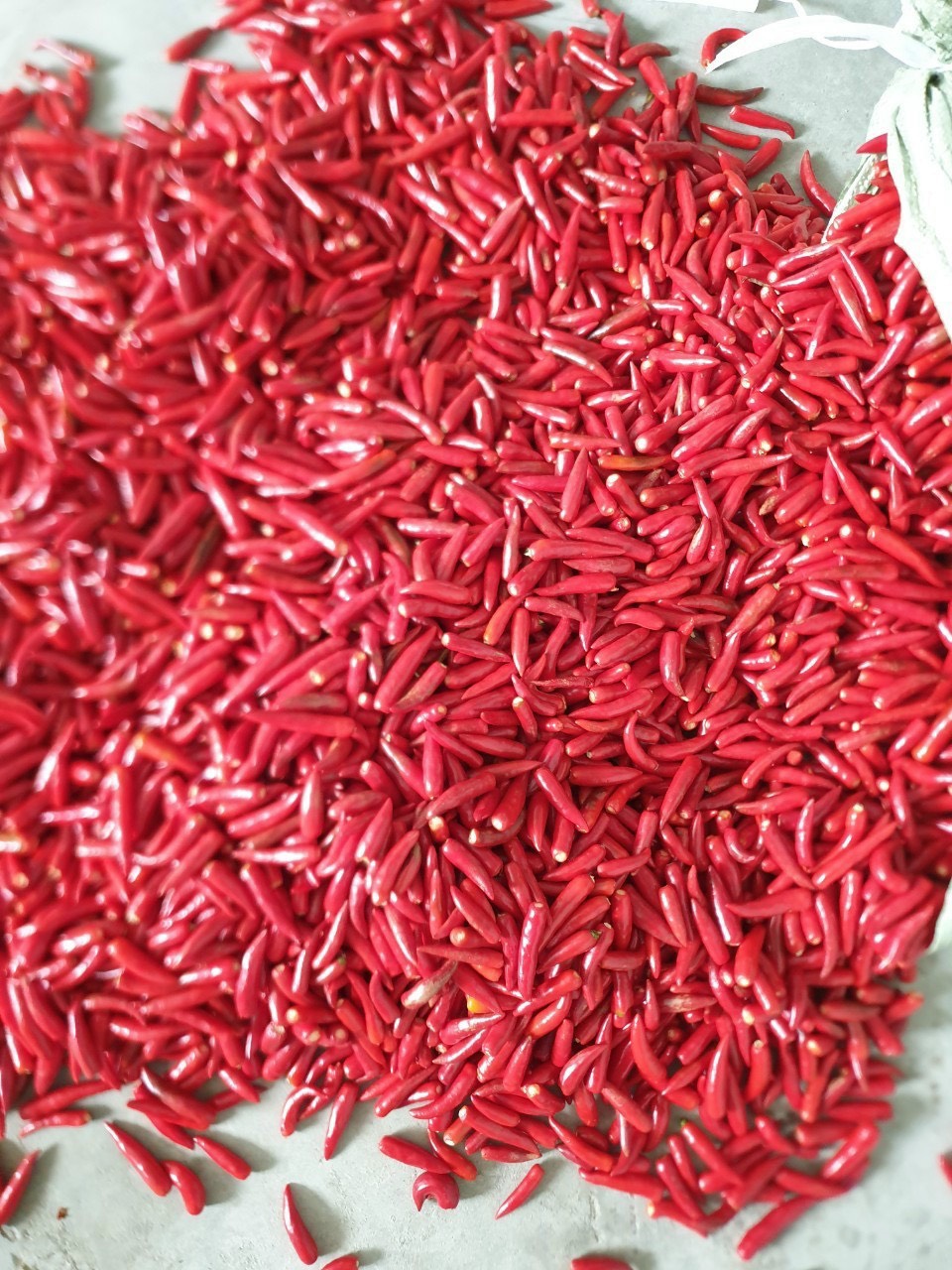 ớt