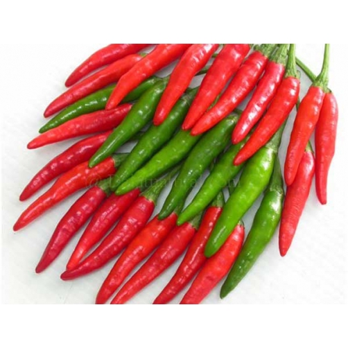 Ớt chỉ thiên