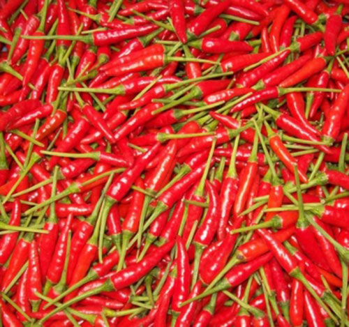 Ớt tươi