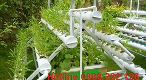 Dịch vụ cây cảnh