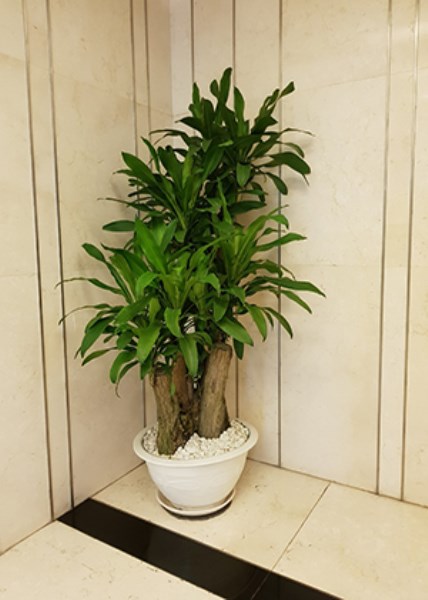 Phát tài gốc