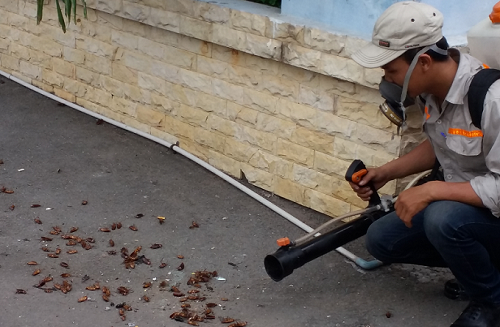 Dịch vụ phun thuốc diệt gián