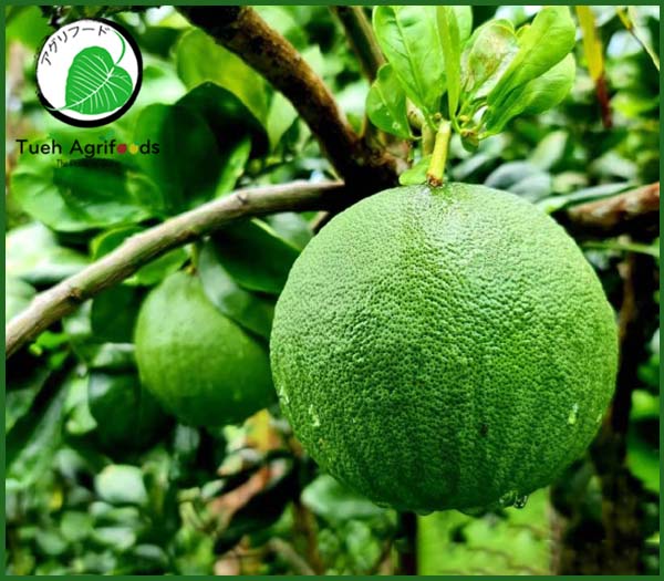 Bưởi hồng da xanh