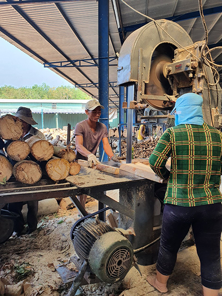 Quy trình cưa xẻ cao su