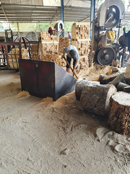 Quy trình cưa xẻ cao su