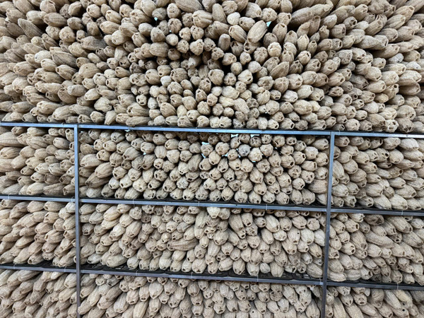 Quy trình sản xuất xơ mướp