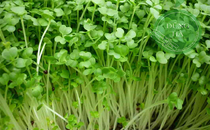 Rau mầm củ cải
