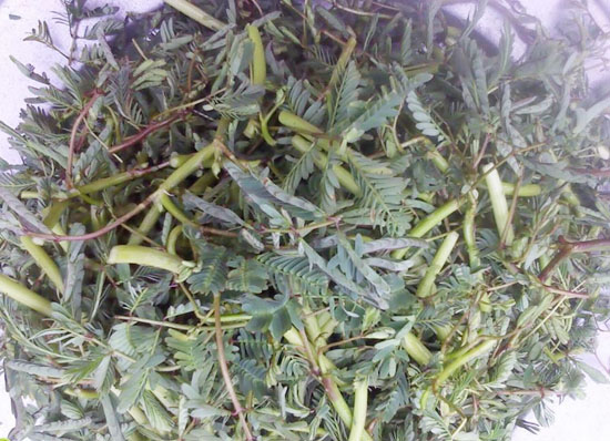 Rau nhút lặt