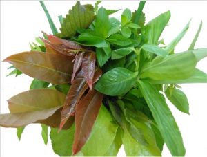 Rau rừng Tây Ninh